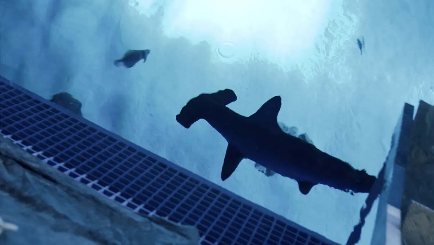 Maria Casino — study 1 of 3, a dip in the shark tank